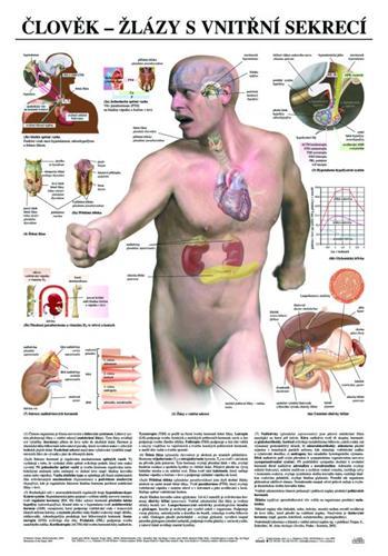 Kniha: Člověk - žlázy s vnitřní sekrecíautor neuvedený