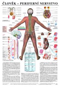 Člověk - periferní nervstvo