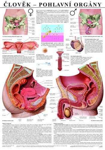 Kniha: Člověk – pohlavní orgányautor neuvedený
