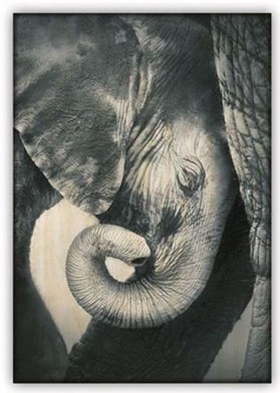 Kniha: Obraz: Little Elephant (340x485)autor neuvedený
