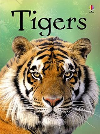 Kniha: Beginners Tigers - Maclaine James