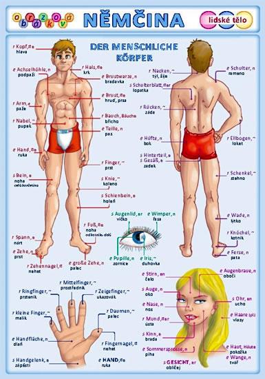 Kniha: Obrázková němčina 3 - Lidské těloautor neuvedený
