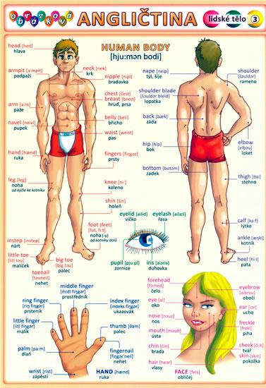 Kniha: Obrázková angličtina 3 - Lidské tělo - Kupka a kolektiv Petr