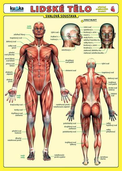 Kniha: Lidské tělo - Přehled orgánových soustav - Svalová soustava - Kupka a kolektiv Petr